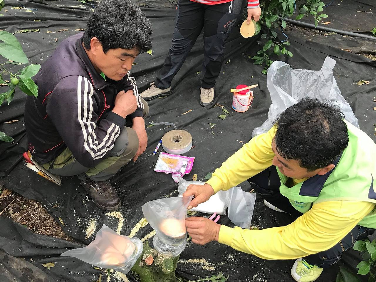 고접을 한 부위는 도포제를 바른 후에 비닐봉지를 씌워주어야 한다. 10일후에 새로 접붙인 가지에 변화가 있을 것이다..jpg