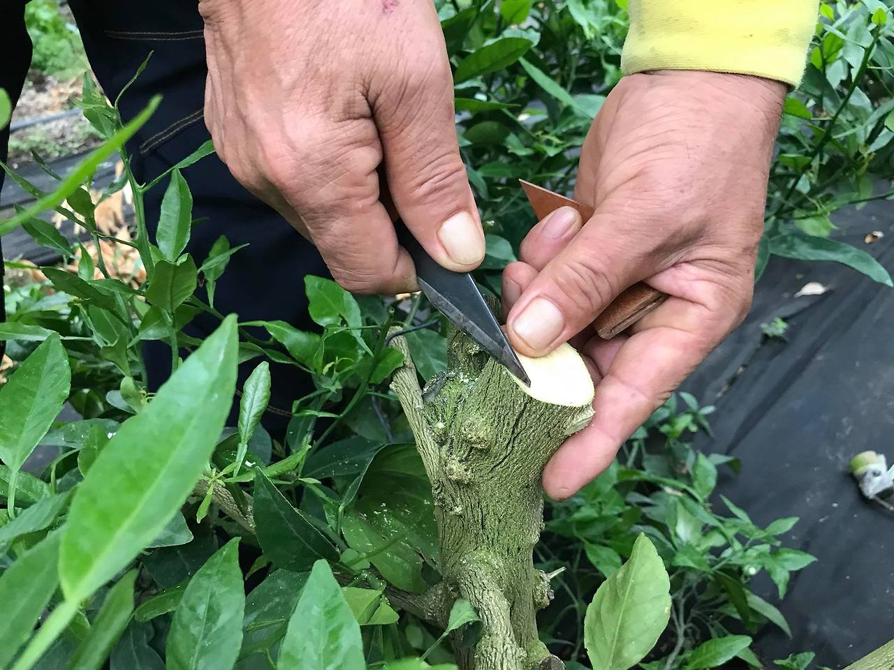 고접을 하기 위해선 기존의 나무를 잘라서 새로운 가지를 접붙여야 한다.jpg