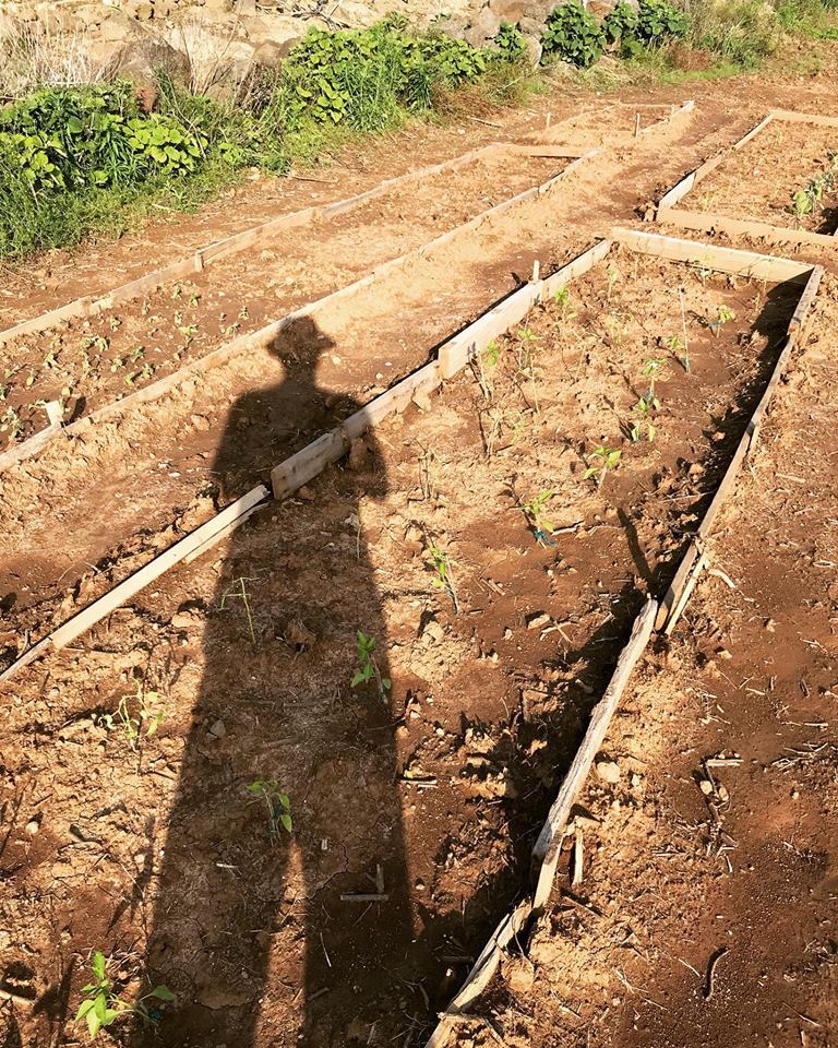 공심채시범농장의 키다리아저씨.jpg