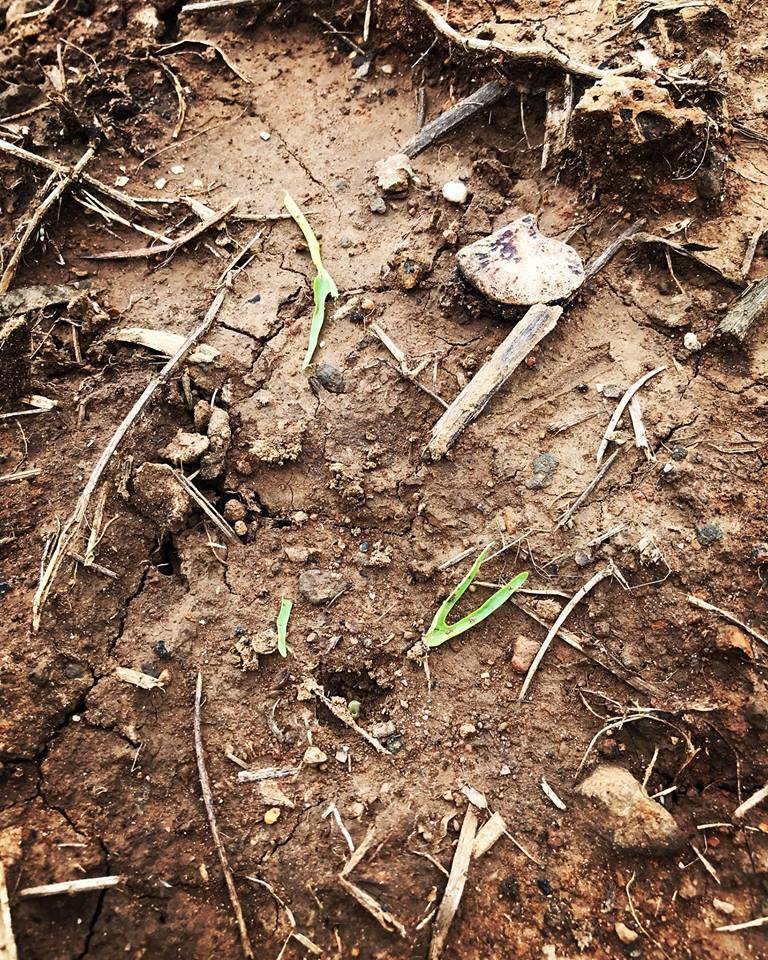 어떤 놈이 공심채 새싹의 허리를 분질러 놓았다. 어떤 놈일까..jpg