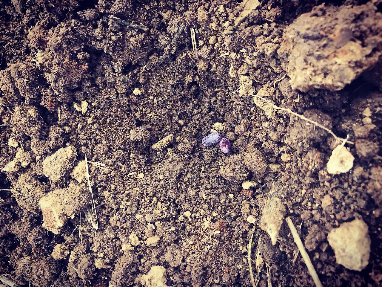 그린빈 씨앗. 보라색이 참 이쁘다..jpg