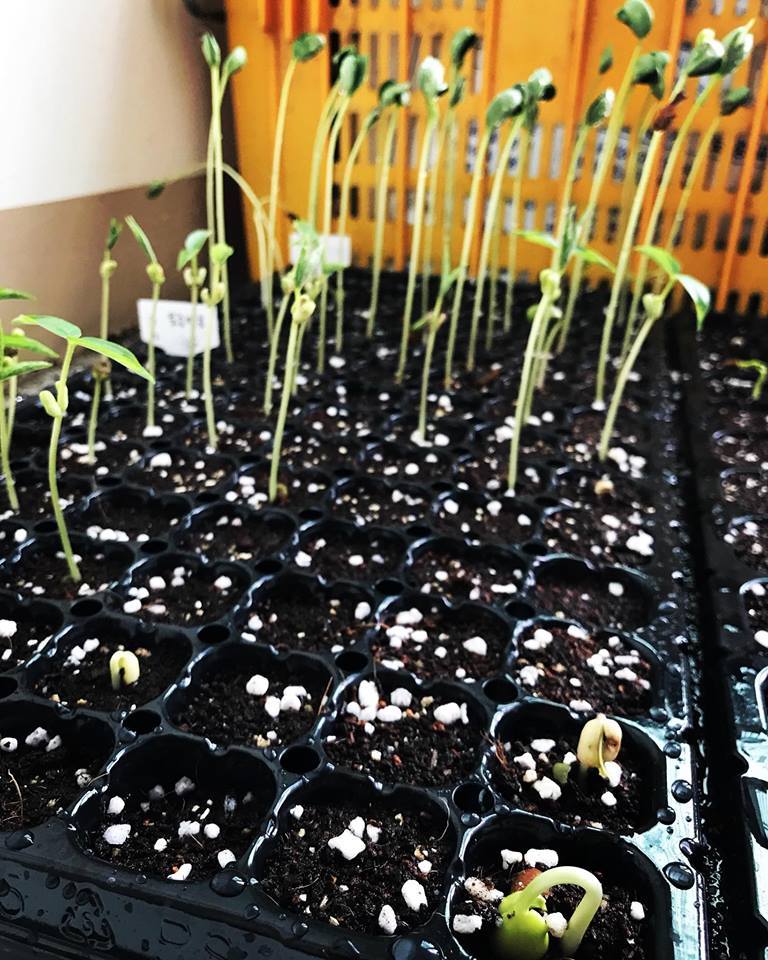 토종밤콩과 녹두의 키재기 경쟁.jpg