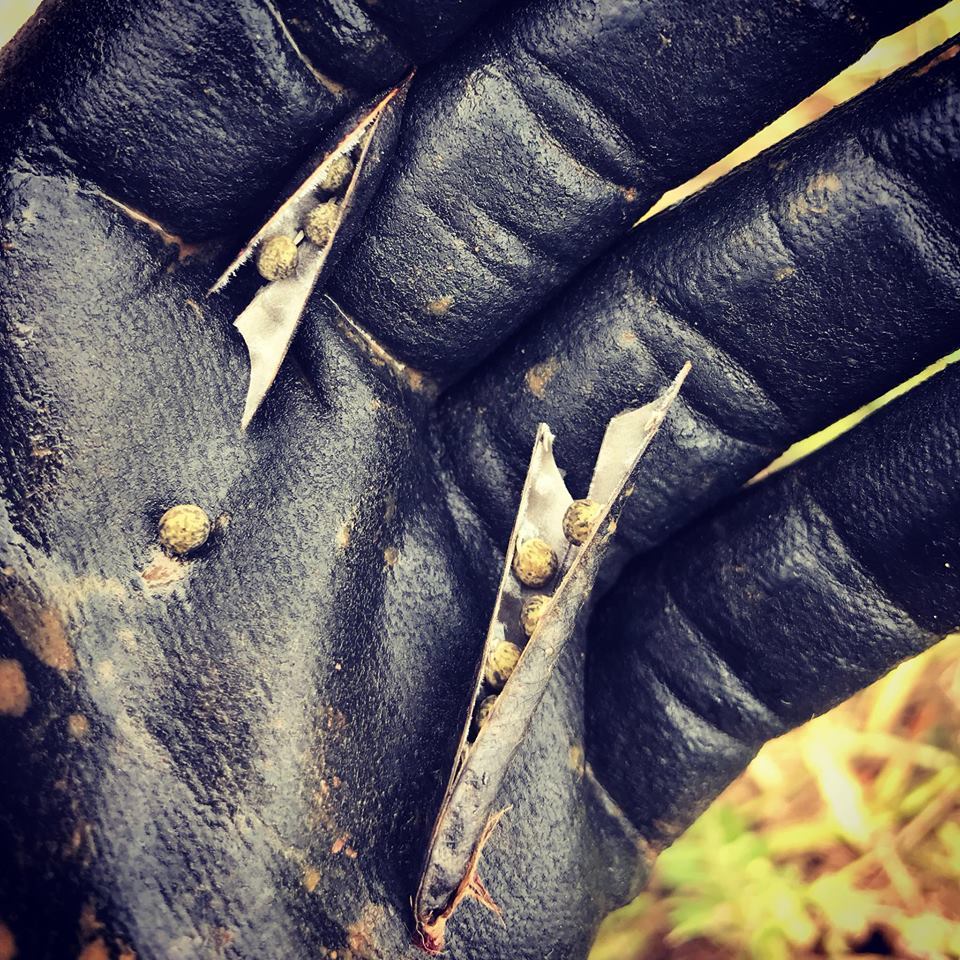 농장주변으로 밀려났던 살갈퀴가 드디어 씨앗을 맺었다..jpg