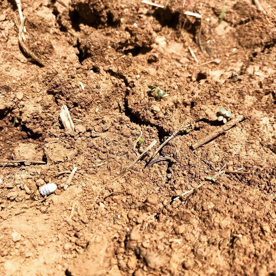 죽은 공벌레 옆으로 싹을 틔운 씨앗.jpg