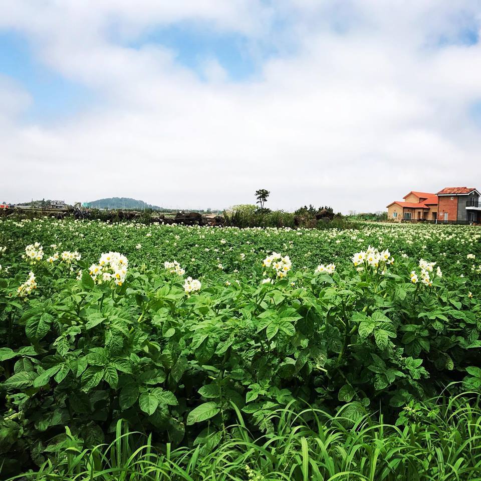 감자꽃이 참 예쁘다. 이렇게 예쁜 꽃을 피우는지 사람들은 모를거야.jpg