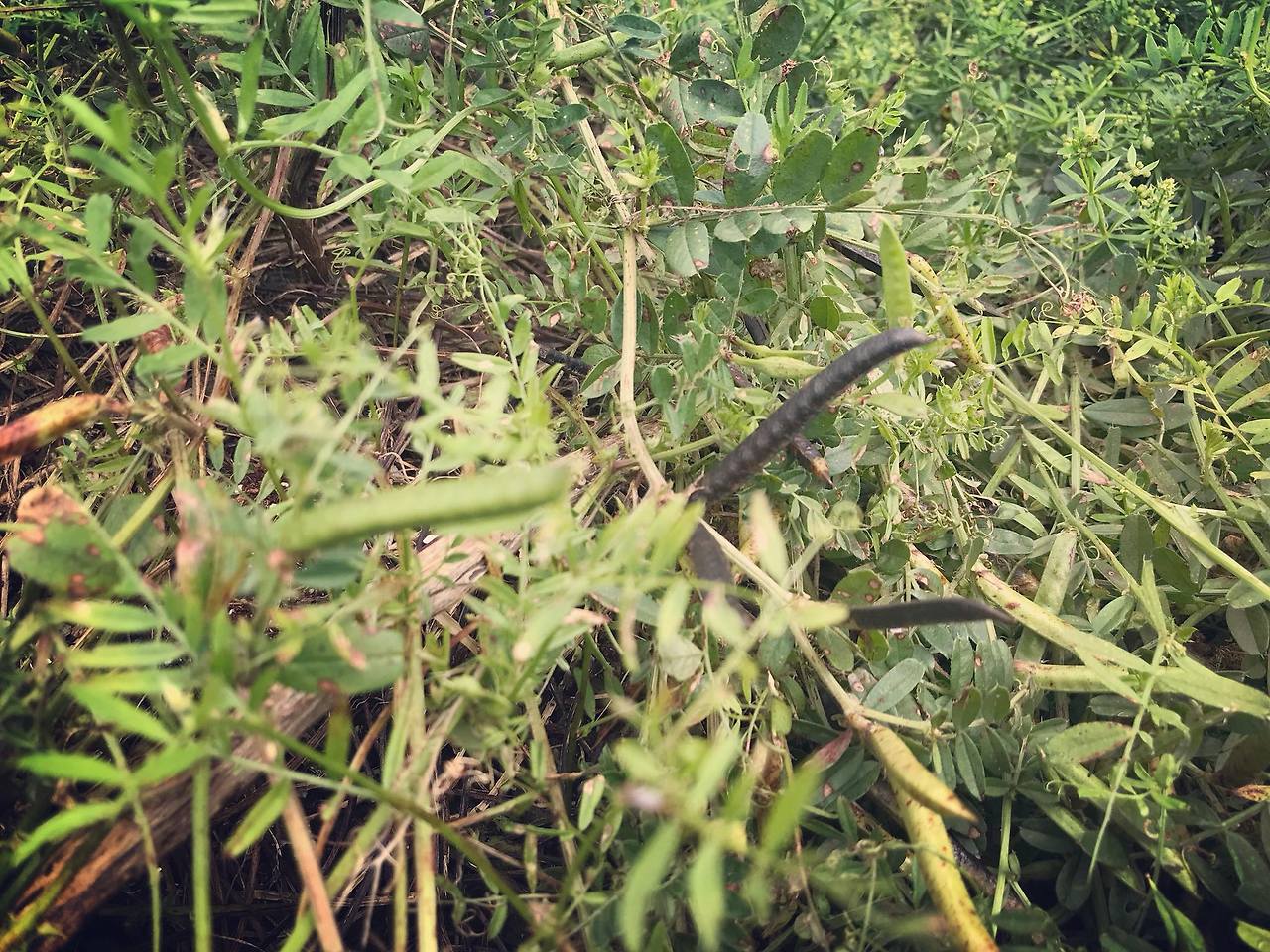 살갈퀴, 녹색 꼬투리가 익으면 검게 변한다..jpg