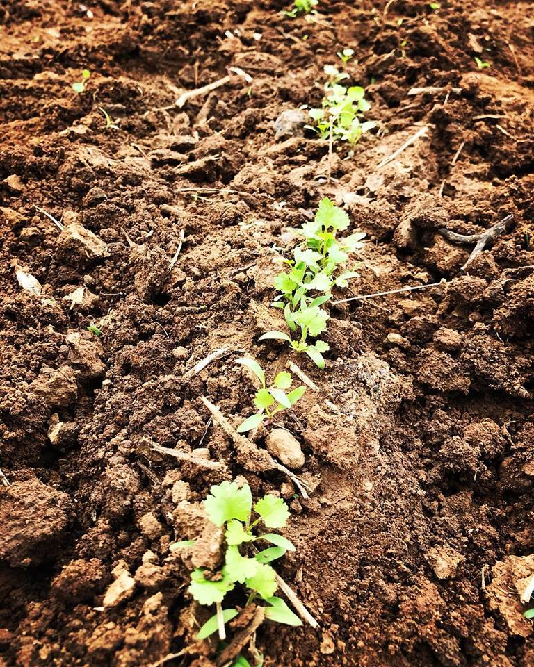 우리 텃밭에서 제일 잘 자라는 건 아마도 고수가 아닐까..jpg