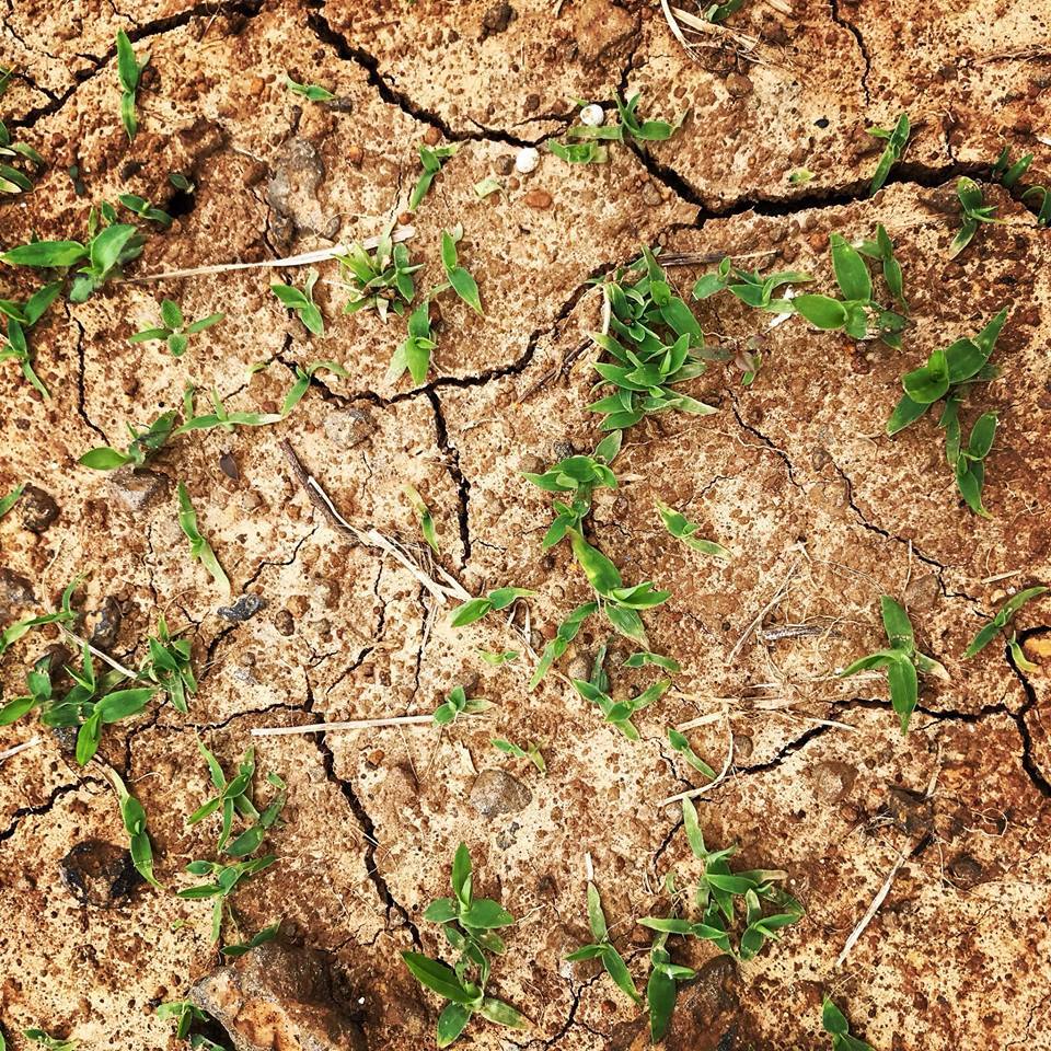 바랭이.. 어디서 많이 본듯했다..jpg