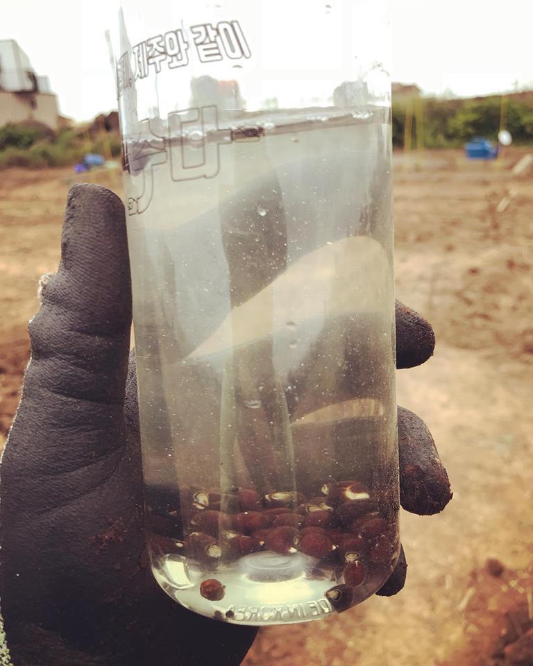 적오크라 씨앗을 물에 하룻동안 담아두었더니 싹이 나오고 있다..jpg