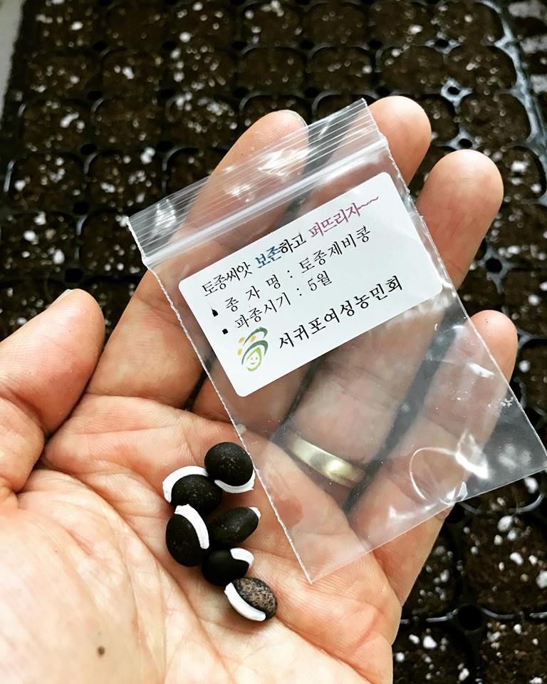 집에와서는 토종제비콩 씨앗을 베란다 텃밭에 심었다. 콩이 참 이쁘게 생겼다..jpg