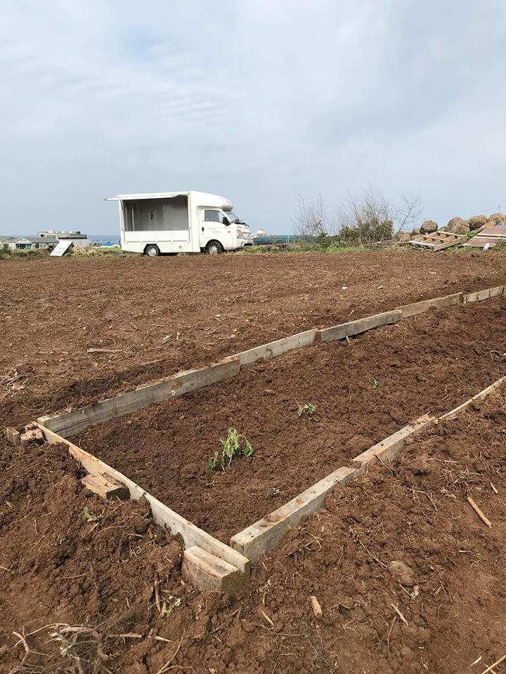 다년생 파인애플민트를 제일 먼저 심었다. 축 처진 모습이 안스럽다..jpg