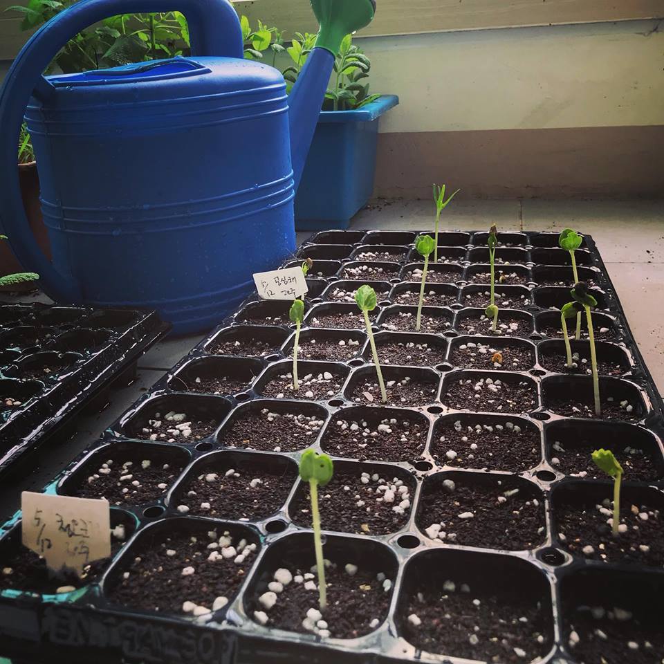 공심채와 청오크라 모종. 드문드문 나기 시작했다.jpg