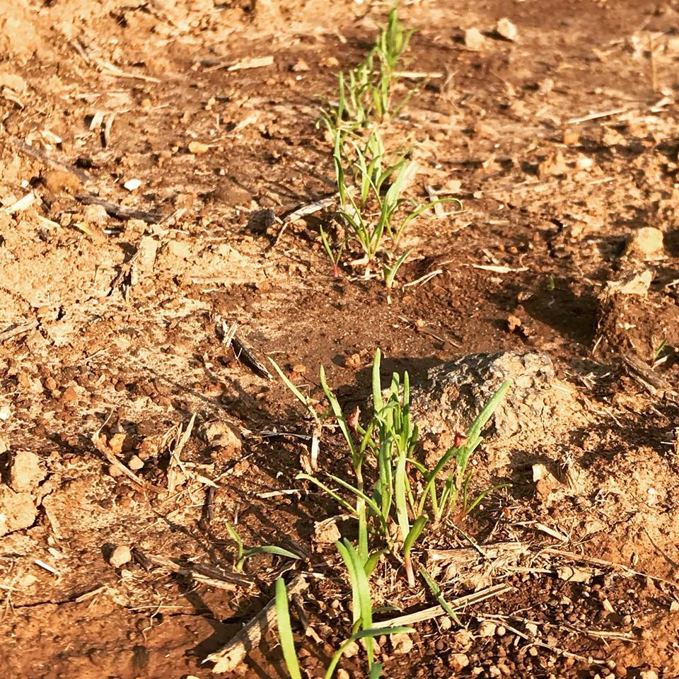 부추도 잘자란다.jpg