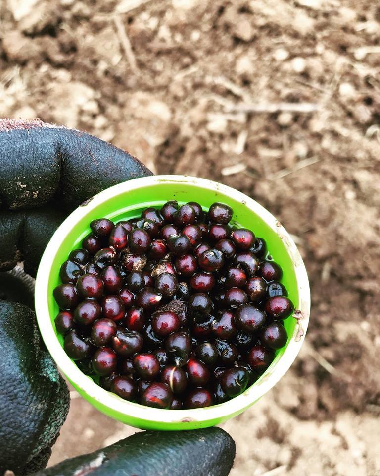 청오크라는 씨앗이 청색일줄 알았다..jpg