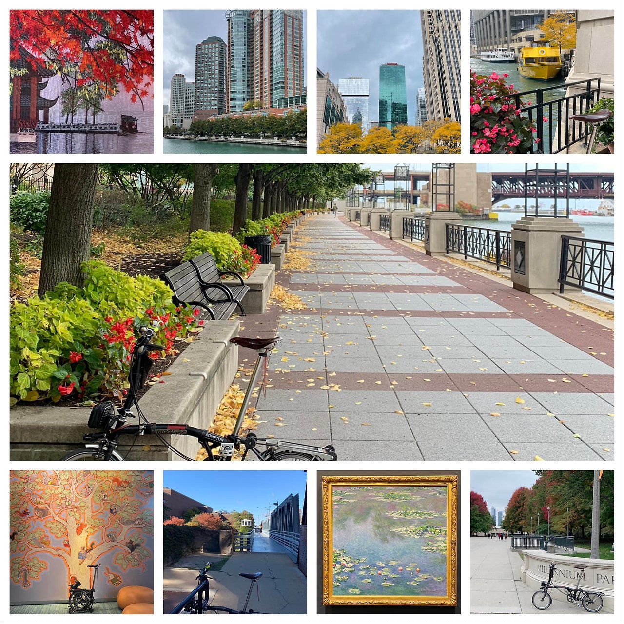 시카고단풍단풍.jpg
