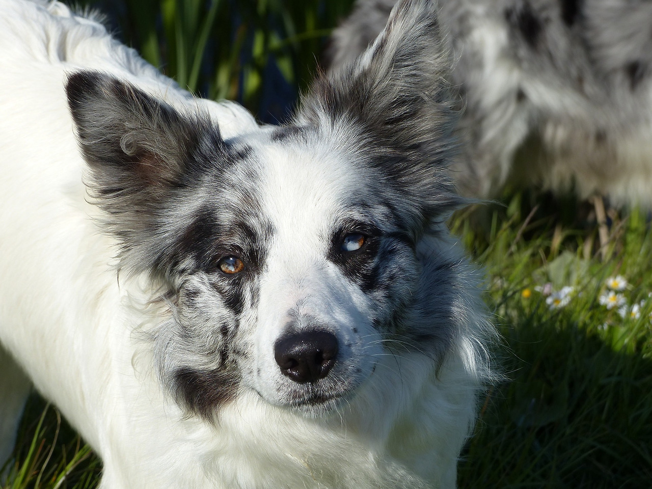 border-collie-2465162_1920.jpg