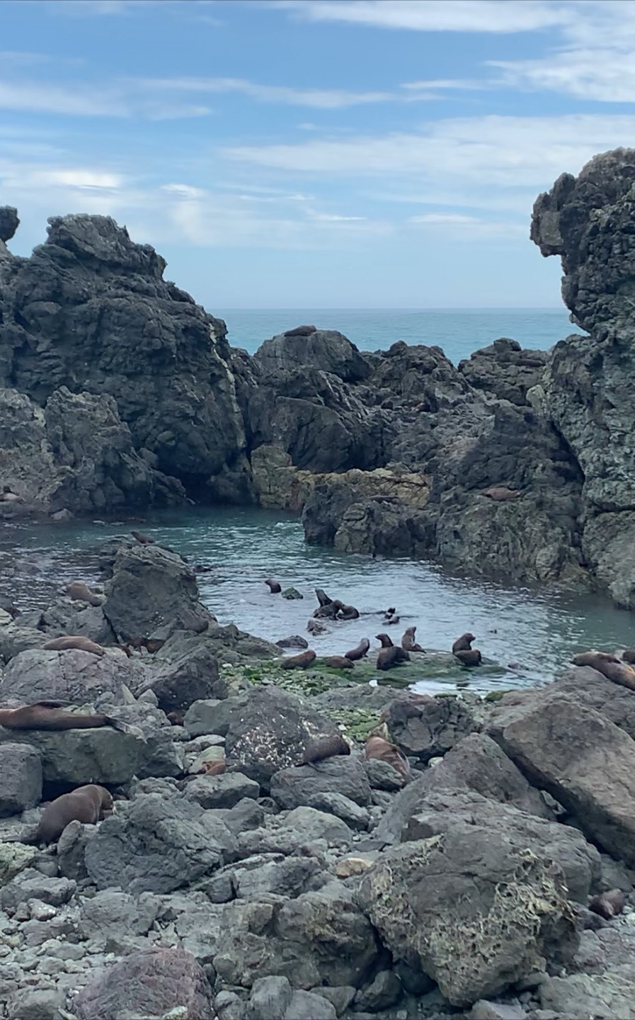 캐이프 팰리서 물개.jpg