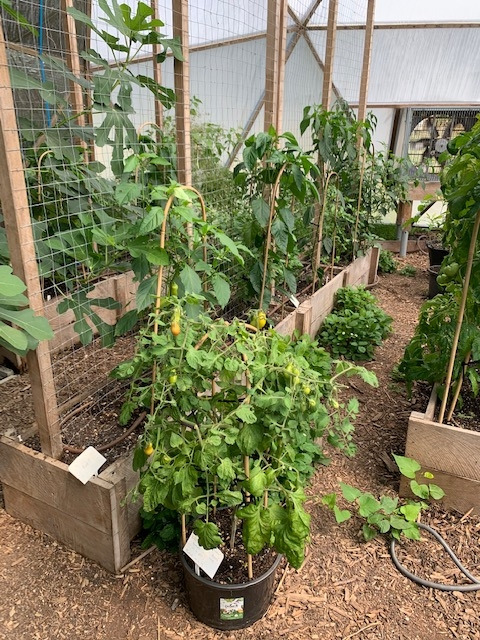 채소 그린 하우스.jpg