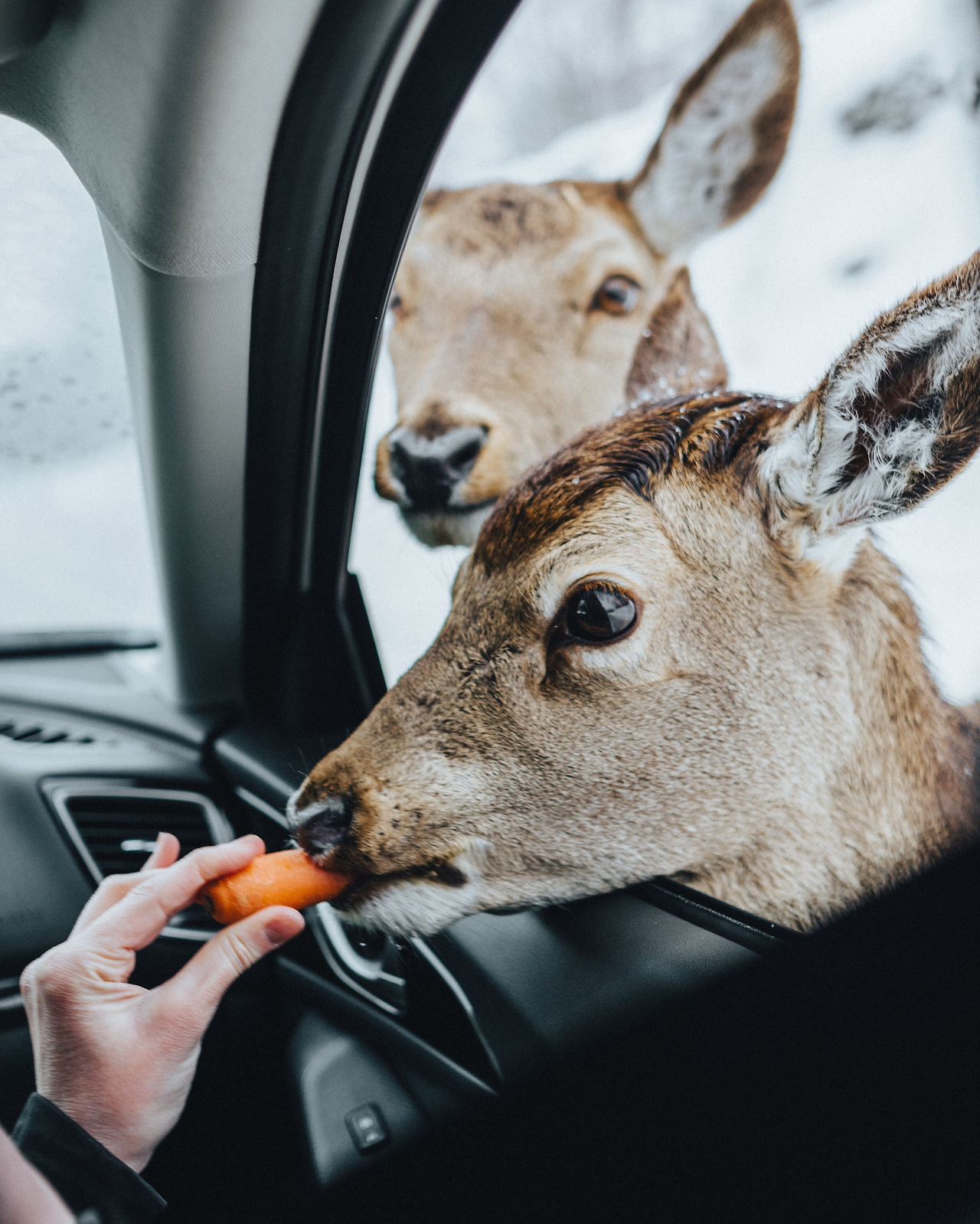 pexels-louis-3690509 (2).jpg