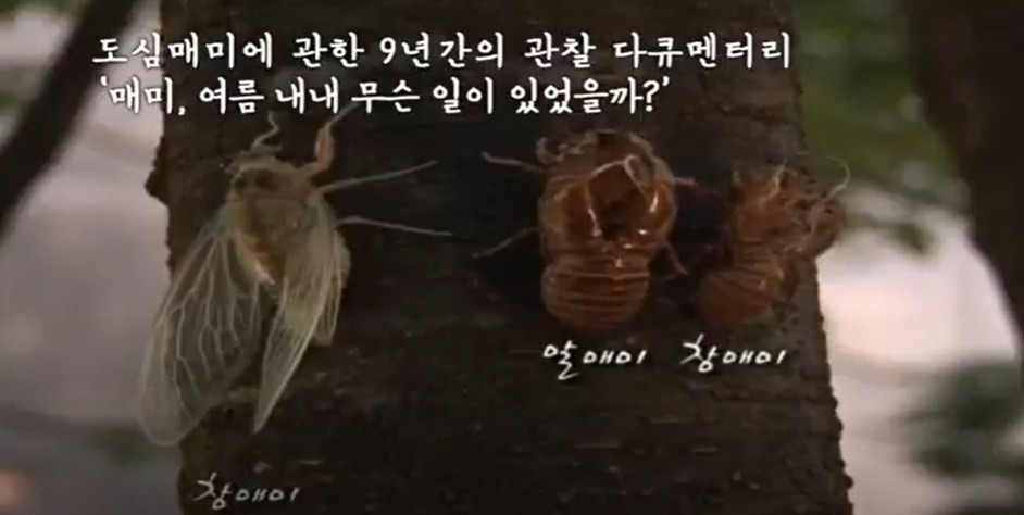 나무에 매달린 매미껍질.jpg