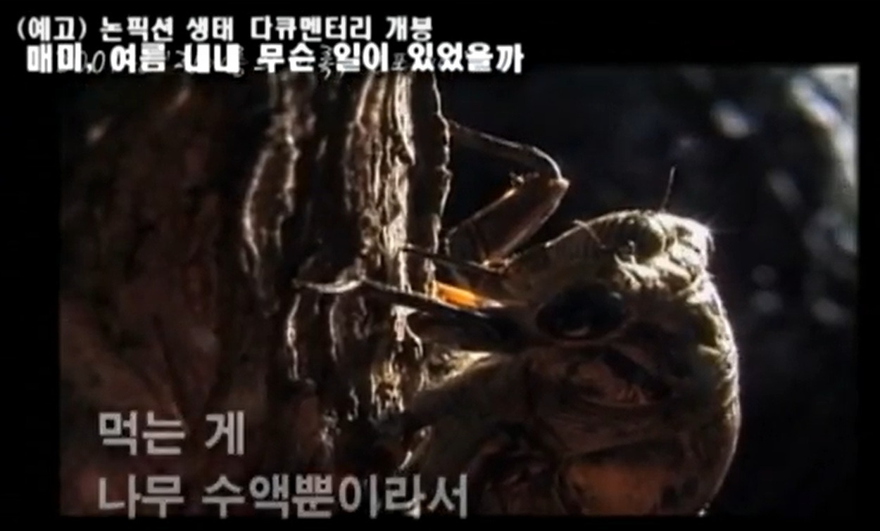 나무수액을 먹는 매미.jpg