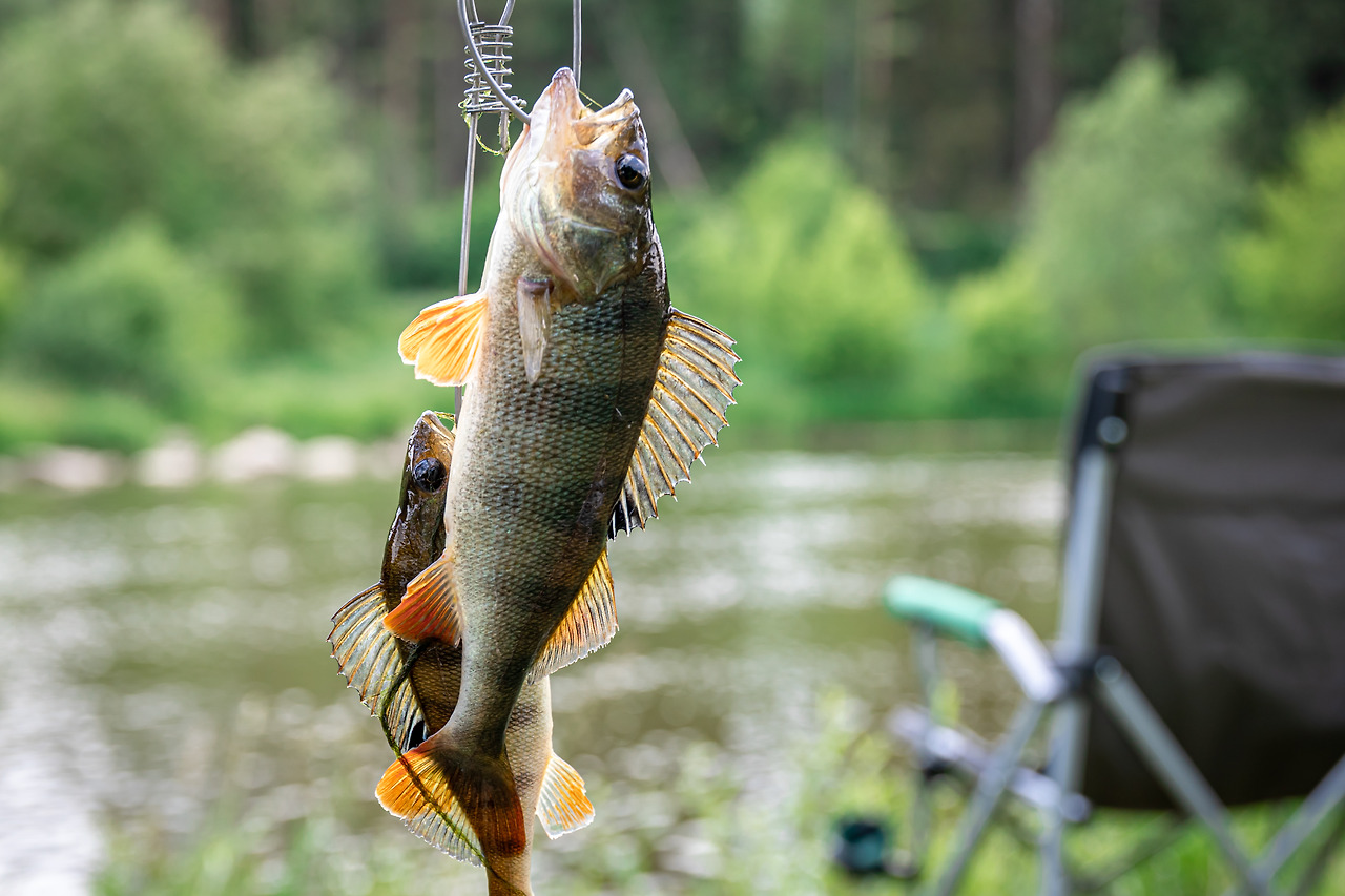 perch-fishingrod-blurred-lake-background.jpg