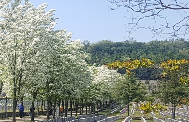 현충원 이팝꽃.jpg