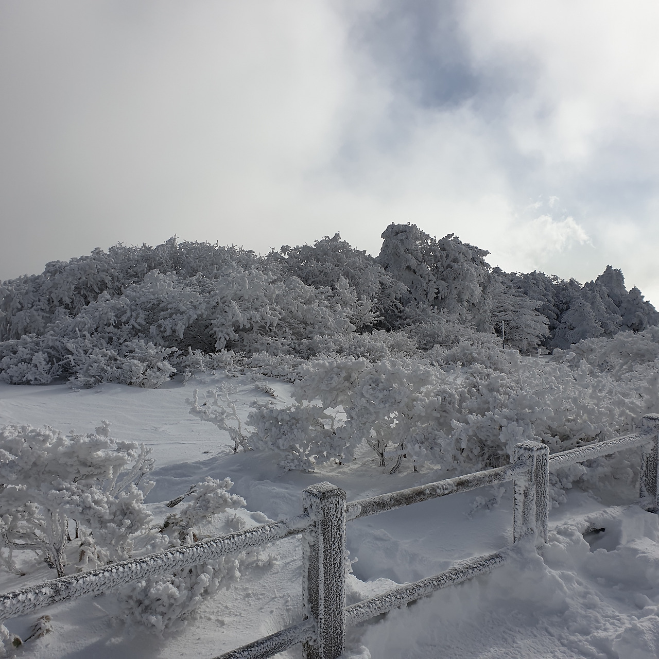 한라산 겨울.jpg