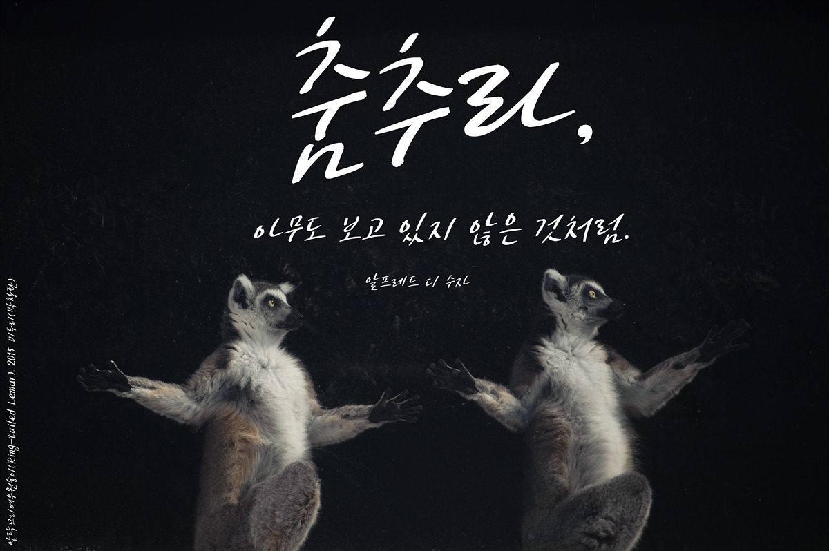 알락꼬리여우원숭이(Ring-tailedLemur)by_Biduri_kenoop.blog.me.jpg