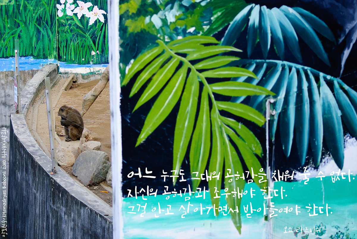 망토원숭이(Hamadryas Baboon)by_Biduri_kenoop.blog.me.jpg