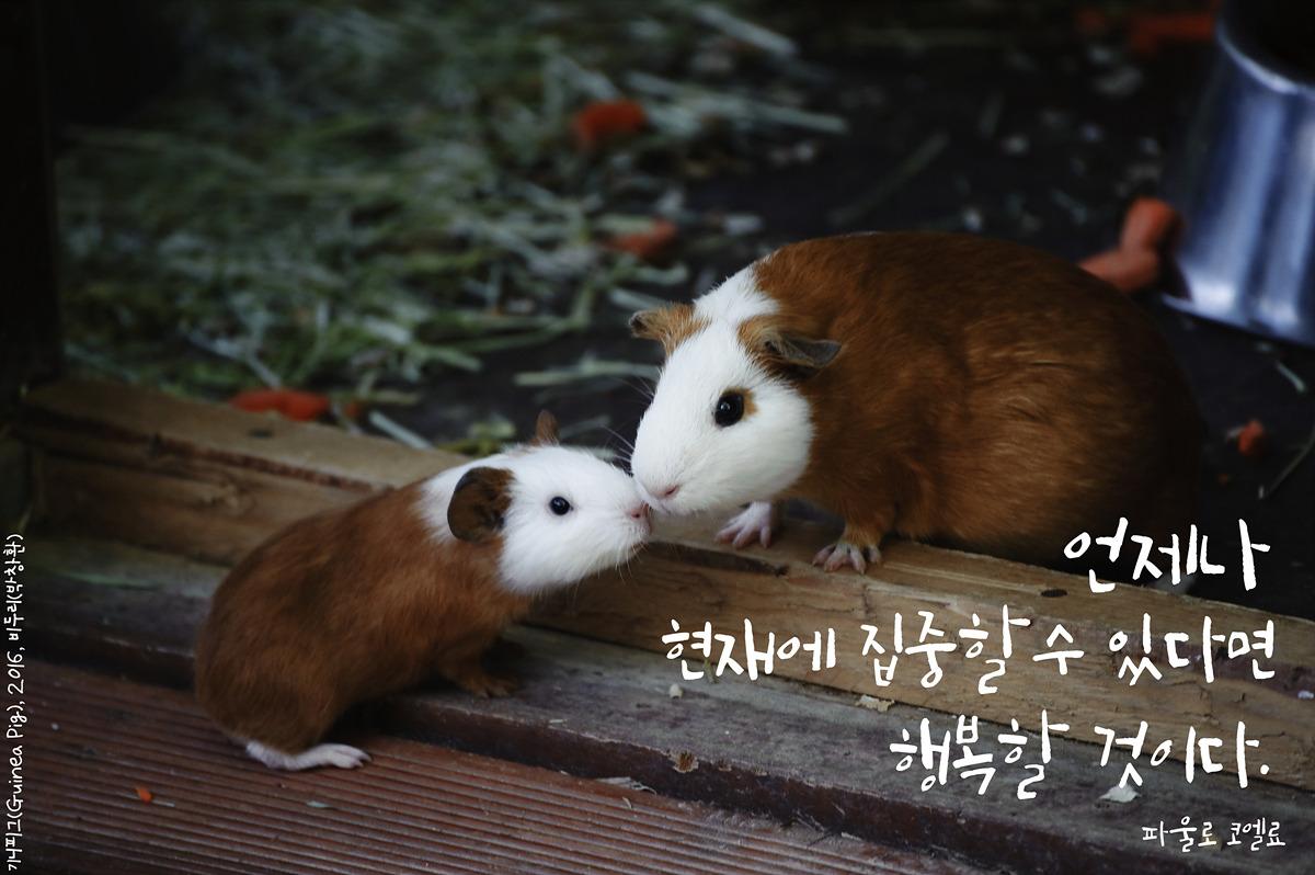 기니피그(Guinea Pig)by_Biduri_kenoop.blog.me.jpg