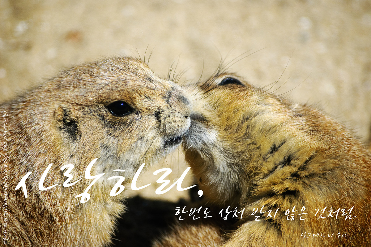 검은꼬리 프레리독(Black-tailedPrairie Dog)by_Biduri_kenoop.blog.me.jpg