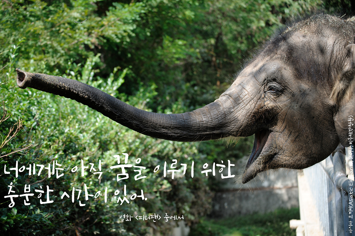 아시아 코끼리(AsiaticElephant)by_Biduri_kenoop.blog.me.jpg