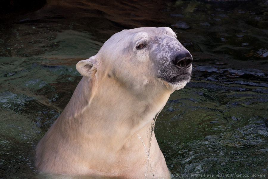 사연있는 동물원의 동물원_10_by 비두리_kenoop.blog.me.jpg