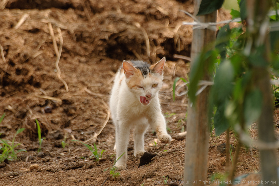 Street_Cats_016__8709.jpg