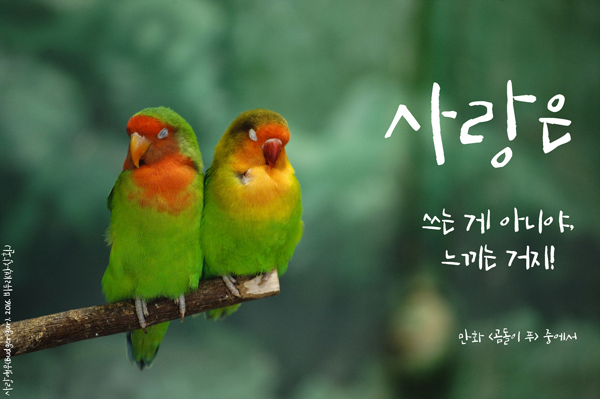 사랑앵무(Budgerigar)by_Biduri_kenoop.blog.me.jpg