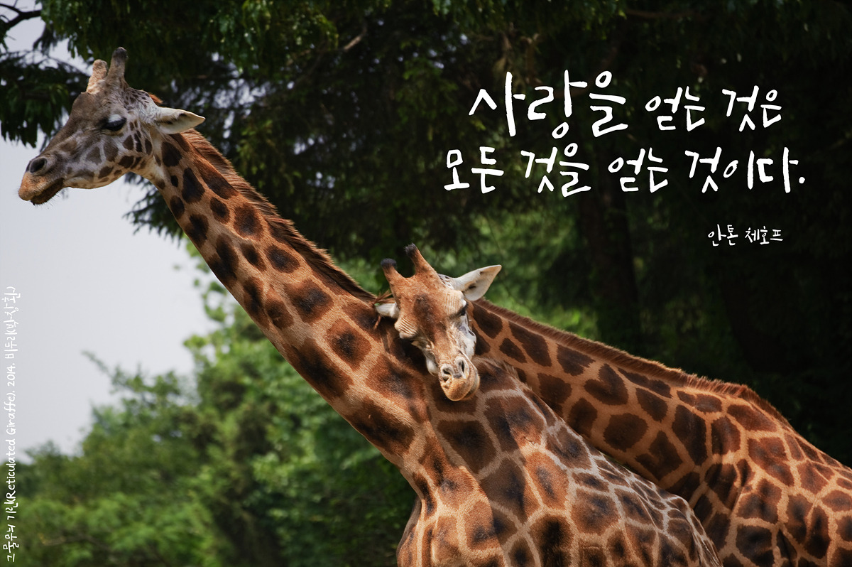 그물무늬 기린(ReticulatedGiraffe)by_Biduri_kenoop.blog.me.jpg