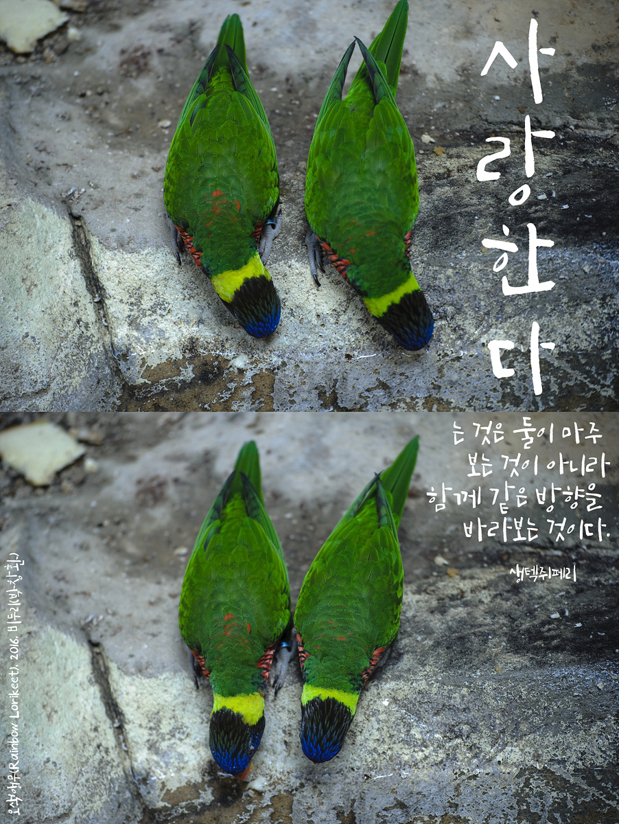 오색앵무(Rainbow Lorikeet)by_Biduri_kenoop.blog.me.jpg