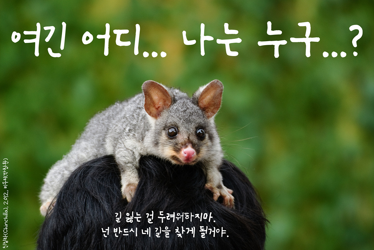 친칠라(Chinchilla)_by Biduri(비두리).jpg