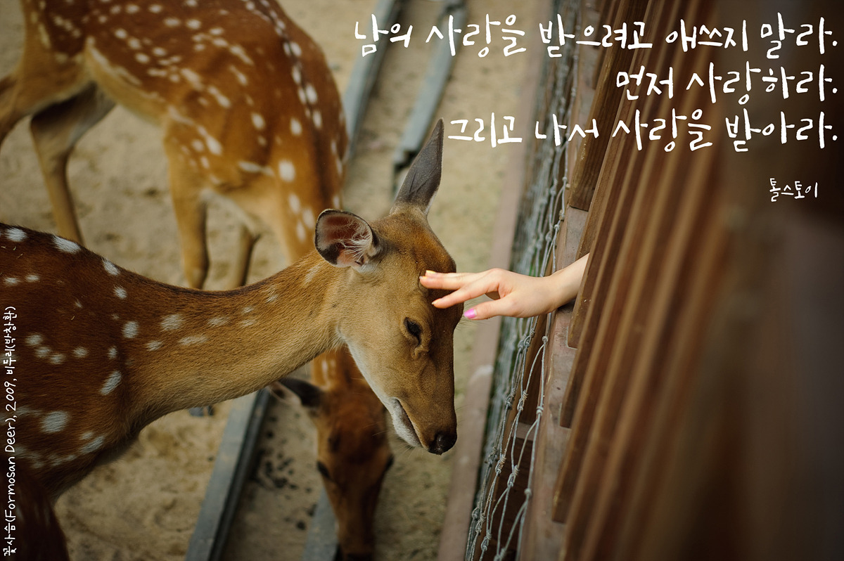 꽃사슴(Formosan Deer)by_Biduri_kenoop.blog.me.jpg
