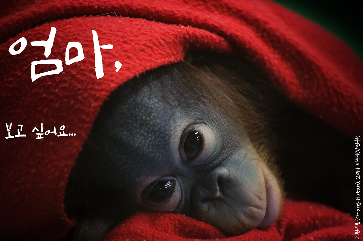 오랑우탄(Orang Hutan)by_Biduri_kenoop.blog.me.jpg