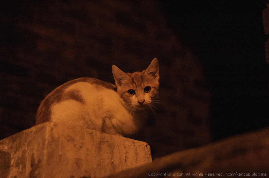 004_Street_Cats_108_3038.jpg