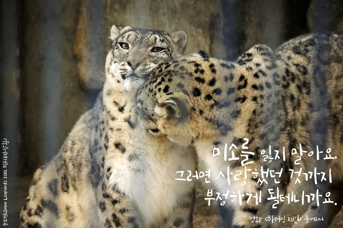 눈표범(Snow Leopard)by_Biduri_kenoop.blog.me.jpg