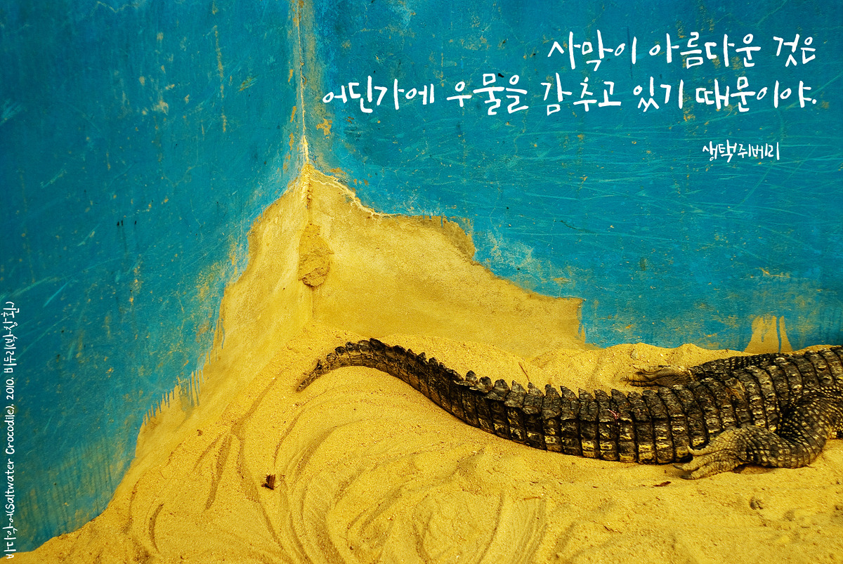 바다악어(Saltwater Crocodile)by_Biduri_kenoop.blog.me.jpg