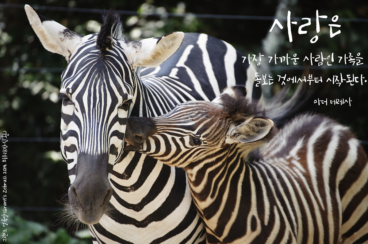 그랜트 얼룩말(Grant's Zebra)by_Biduri_kenoop.blog.me.jpg
