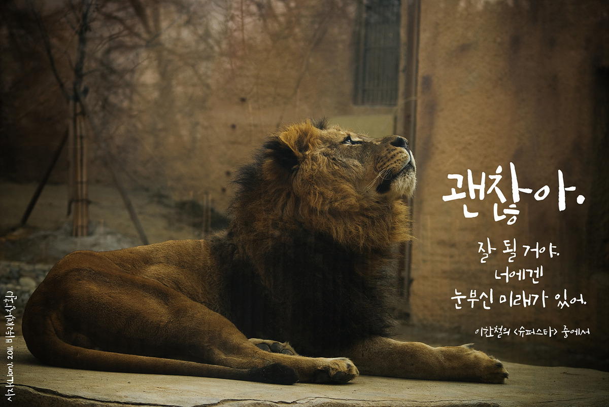 사자(Lion)by_Biduri_kenoop.blog.me.jpg