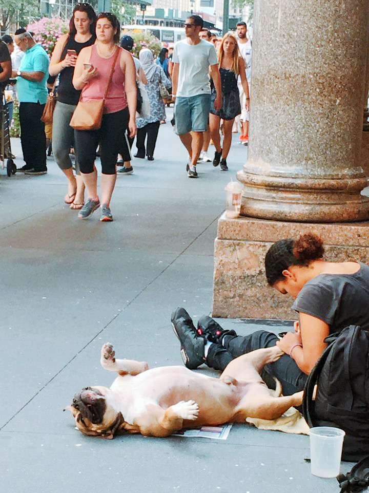 펫찌 사진_모리11.jpg