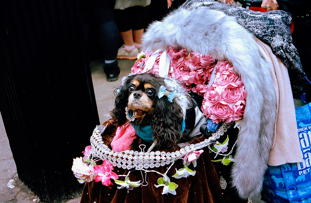 공주 유모차1.jpg