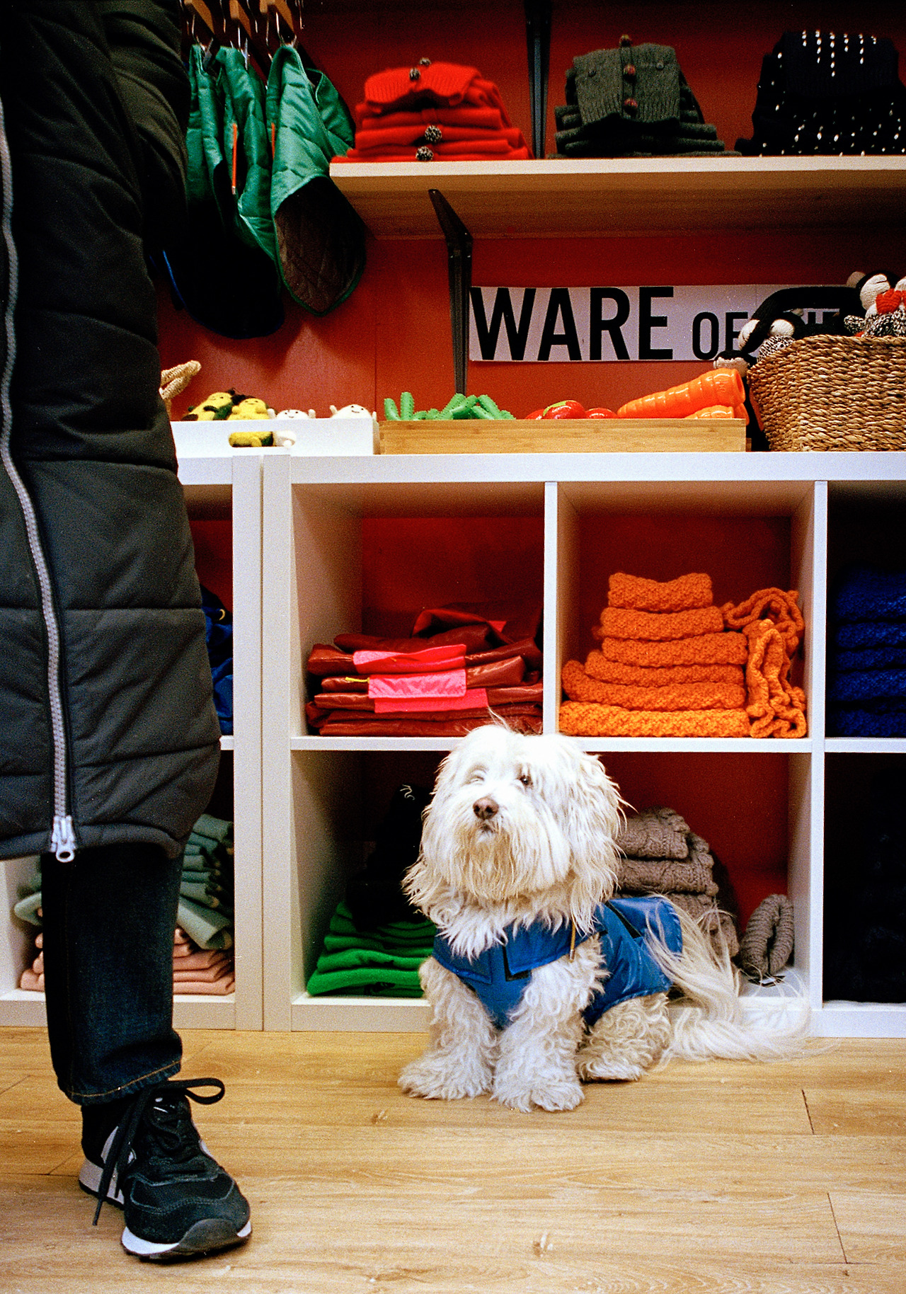 강아지 옷가게.jpg