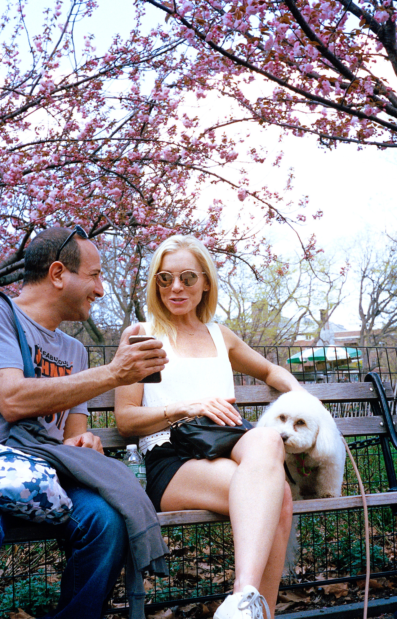 20181228-4_17_cherry blossom.jpg